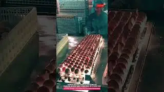 Egg Sorting Technology &ndash; Inspects 10,000 Eggs per Hour with Precision Lighting