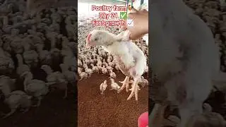 poultry farm business day 21 ✅ #chickenshop #india #broilerchicken