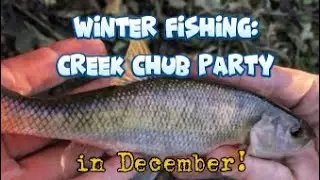 Winter River Fishing: Creek Chubs in DuPage River