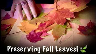 ASMR How to preserve fall leaves! (Whispered) Paper & leaf crinkles! No talking version tomorrow.