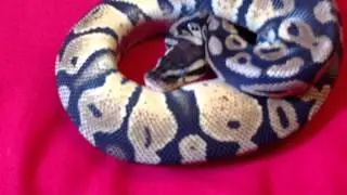 My New Pickup! (Ball Python)