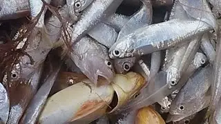 Pescaria de hj🎣