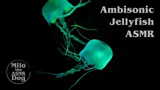 ASMR Ambisonic Jellyfish for Relaxation Study and Sleep