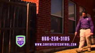 Termites