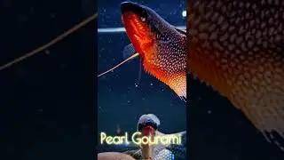 Pearl Gourami