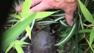 Box Turtles Mating at Turtle Town