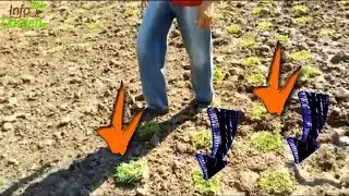 Como sembrar y reproducir el pasto Cuernavaca 🍂 🌼Pasto de San Agustín 🍃 Cómo sembrar el césped