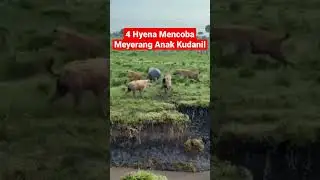 Hyena Menyerang Anak Kuda Nil