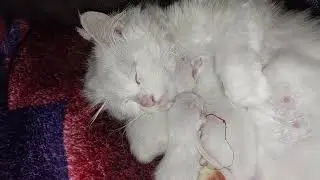 You Won’t Believe How This Mama Cat Protects Her Babies! 🐾