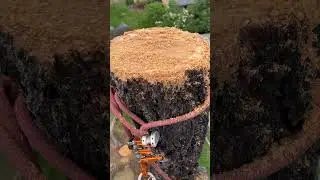 #skrewy #elm #tree #removal #shortvideo #short