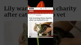 Are Lilies Poisonous To Cats?
