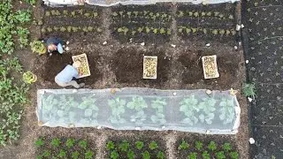 Potato Harvest Charlotte sixth year same bed