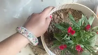 Aaiye dentus ka plante lagaye☺️☺️aur kuch jankari paye🤔🤔🤔🤔🤗🤗🤗