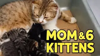 Mother Cat Nursing 6 Kittens (13 Days Old) | Calm & Relaxing Cat Video
