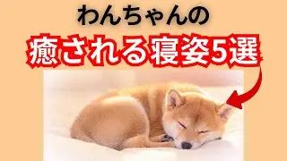 【癒し】犬が「夢を見ているとき」に必ずするかわいい行動5選