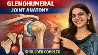 shoulder joint anatomy (glenohumeral joint anatomy) by Smriti bhatia 