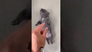 dog funny video 😂 #dog #americanbully #humorpet #maoriblue #funny #cute #comedy #cutedog #viral