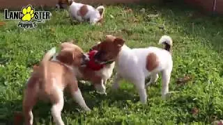 Jack Russell Terrier Puppies
