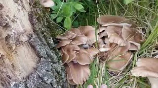 Funghi primaverili - PLEUROTUS CORNUCOPIAE