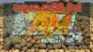 ଆଳୁ ଦରରେ ଲାଗିଛି ନିଆଁ #social #news #latestnews #odia #odisha #latestupdate #odishaexclusive
