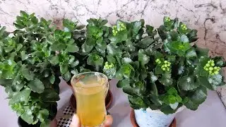 Çok GEC KALMADAN‼️ 1 bardak VERİN  kalanşolar ÇILGINCA BOL BOL çiçek açsın