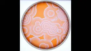 Belousov-Zhabotinsky reaction - target pattern; x10