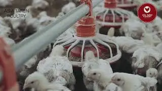 Оборудование от Asia Taren Poultry: готовый результат для птицефабрики в Ташкенте