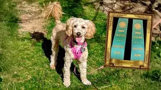 ANTONIA RATT & MINI GOLDENDOODLE SAVANNAH - CRUSHES AKC AGILITY TEST 🐶🥇BLOOMSBURY, NJ 11-14-25!! 🔥