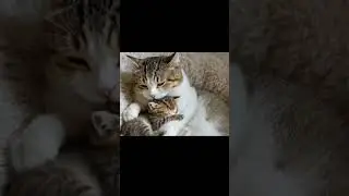 The Most Precious Cat Family in the World