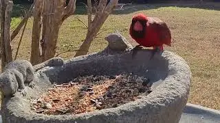 What birds are here ? #viralvideo #asmrsounds