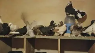 2018 Lancaster pigeon show additions to the loft,Frillbacks,jacobins,and Roller pigeons