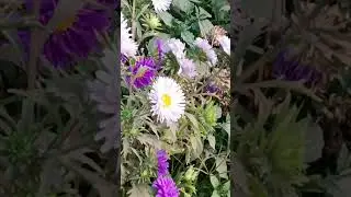 #china Aster #nature #garden #shorts #ytshorts