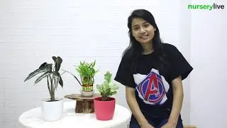 Office Desk Plants - Best Table Top / Office Desk Plants For Gifting | nurserylive