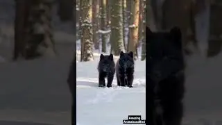 Adorable Snow Black Wolf Cubs Taking Their First Steps in a Winter Wonderland