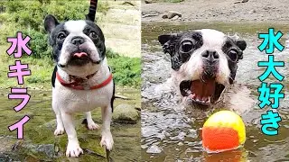 水嫌いな犬と水遊び大好きな犬が一緒に川遊びに行ったらこうなりますｗｗ