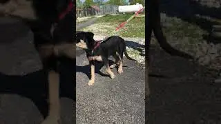 Die kleine Berta sucht ein Zuhause