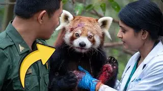 Watch a Ranger and Doctor Save Red Panda from Certain Death!