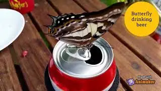 Do Insects Get Drunk