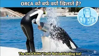 Orca को आखिर 