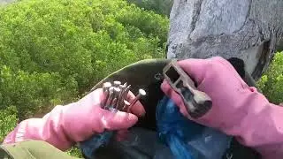 Fearless Climber's High Altitude Honey Harvest