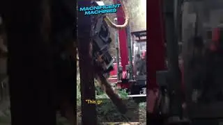 Kesla 20SH on Neuson Excavator: Wood Cutting Power Combination #Shorts  #reels #keşfet #fypシ