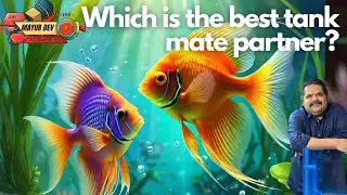 Peace in the Aquarium: Best Tank Mate Pairings for Beginners