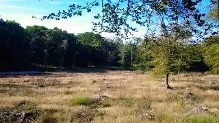 Forest clearing Relaxation chill out audio sounds 4k