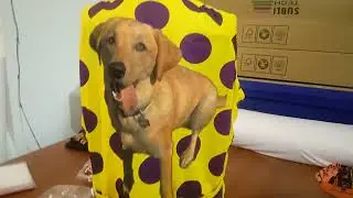 Custom Polka Dot Bike Jersey with a dog picture. Your own pet Bike jerseys by Bikingthings