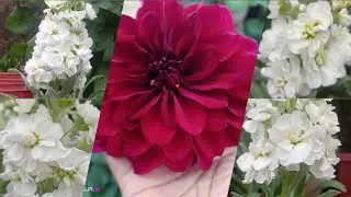स्टॉक प्लांट की केयर कैसे करे || How to care Stock Plant  ✅🔴