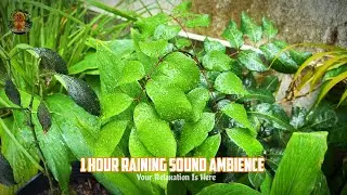 Rainfall in Countryside 🌿 Nature Sounds for Sleep & Relaxation | 1 Hour Ambience