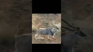 This is one proper Eland bull!