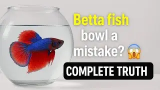 &ldquo;Betta Fish Complete Guide 🐠 | Facts, Care, Tank Setup & Health Tips | Live Betta&rdquo;