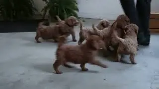 Goldendoodle Puppies For Sale