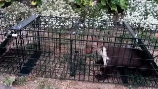 Sok kárt okozhatnak a nyestek